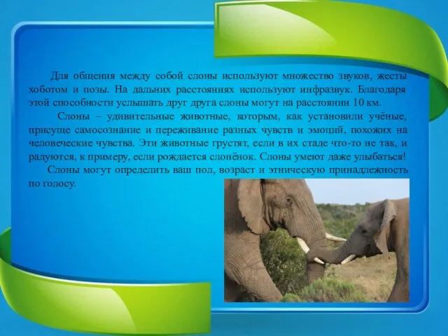 Для общения между собой слоны используют множество звуков, жесты хоботом и позы.