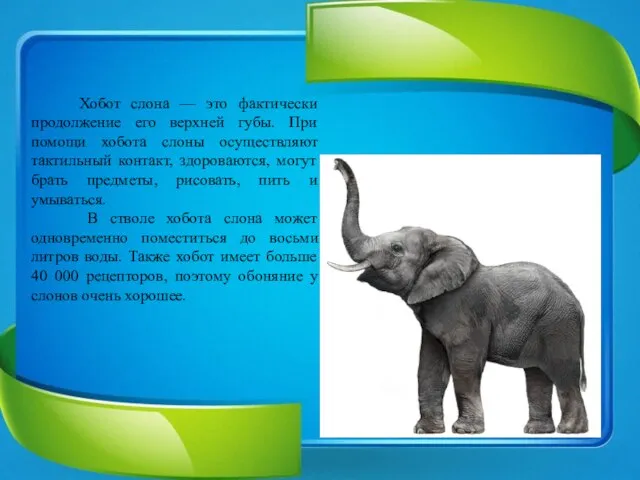 Хобот слона — это фактически продолжение его верхней губы. При помощи хобота