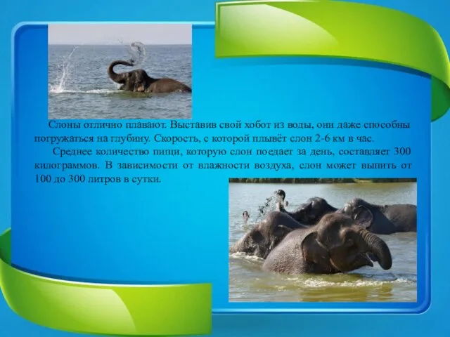 Слоны отлично плавают. Выставив свой хобот из воды, они даже способны погружаться