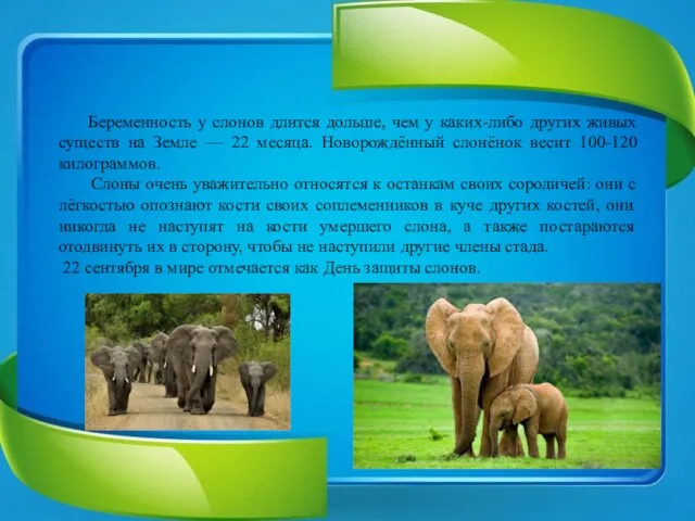 Беременность у слонов длится дольше, чем у каких-либо других живых существ на