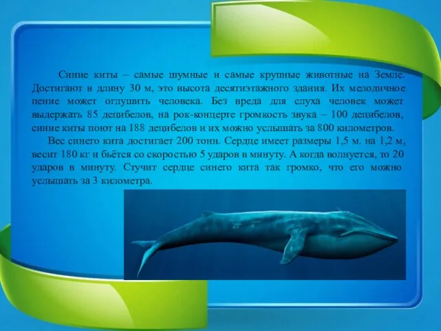 Синие киты – самые шумные и самые крупные животные на Земле. Достигают