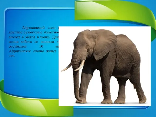 Африканский слон самое крупное сухопутное животное. Его высота 4 метра в холке.