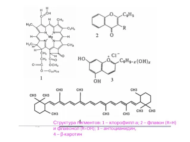 Структура пигментов: 1 – хлорофилл а; 2 – флавон (R=H) и флавонол