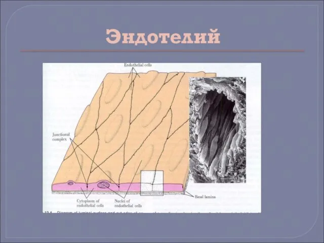 Эндотелий