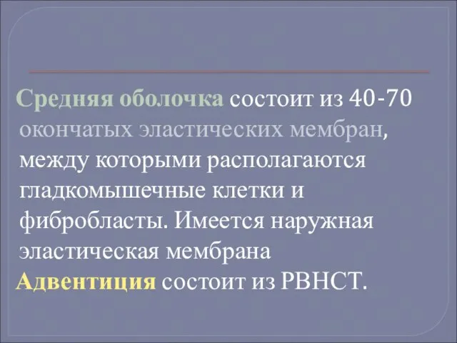 Средняя оболочка состоит из 40-70 окончатых эластических мембран, между которыми располагаются гладкомышечные