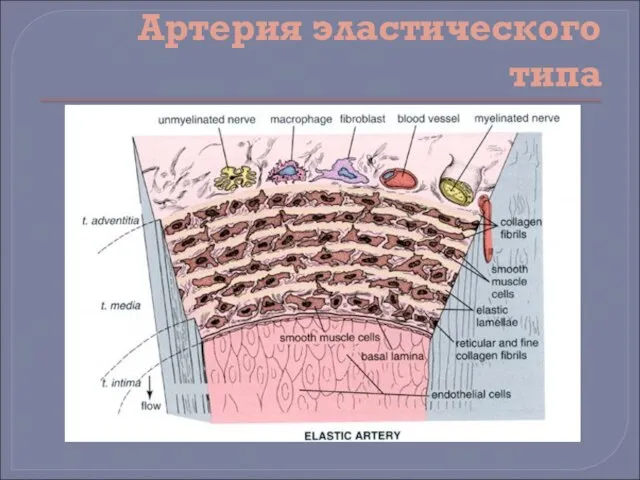 Артерия эластического типа