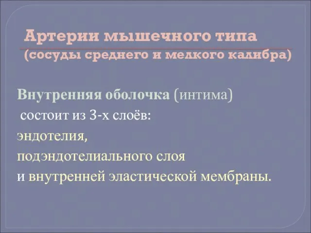 Артерии мышечного типа (сосуды среднего и мелкого калибра) Внутренняя оболочка (интима) состоит