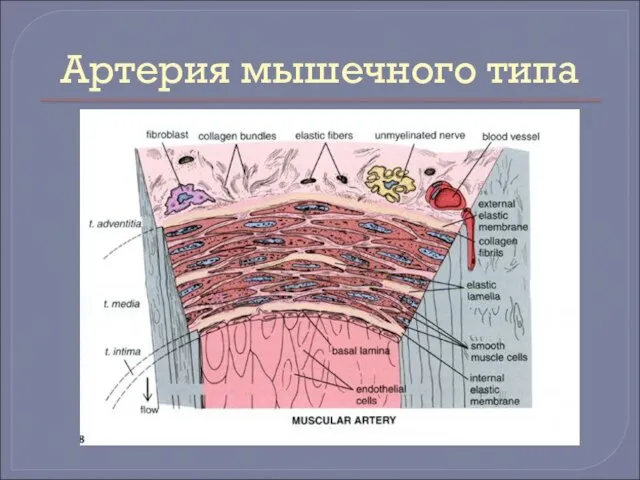 Артерия мышечного типа