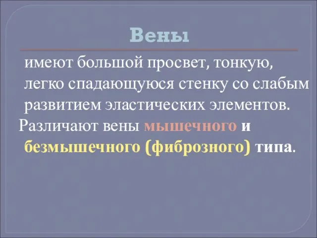 Вены имеют большой просвет, тонкую, легко спадающуюся стенку со слабым развитием эластических