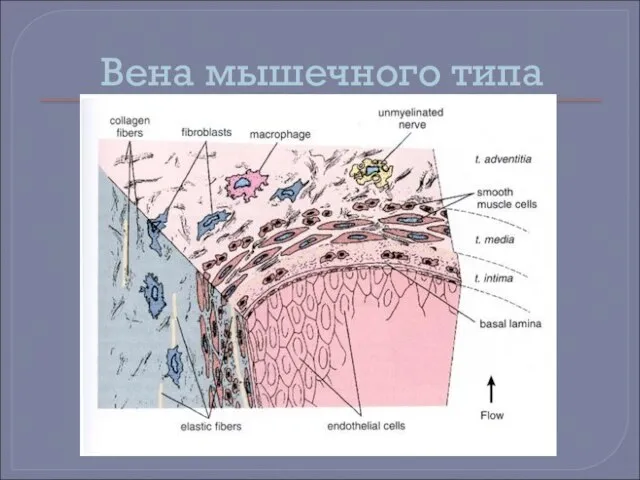 Вена мышечного типа