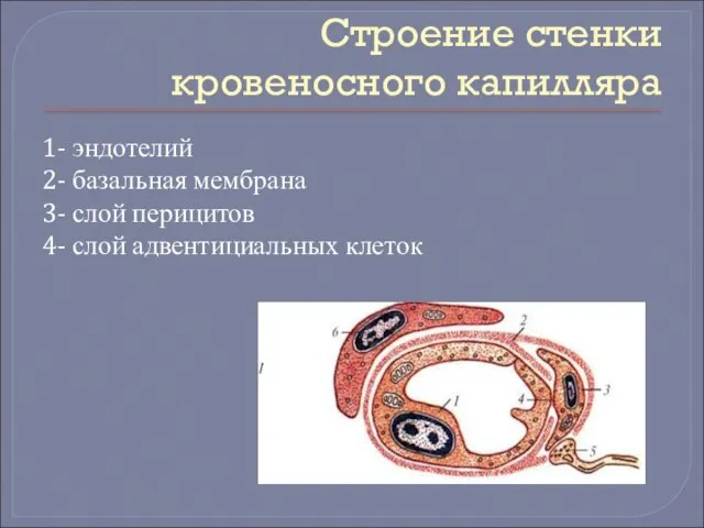 Строение стенки кровеносного капилляра 1- эндотелий 2- базальная мембрана 3- слой перицитов 4- слой адвентициальных клеток