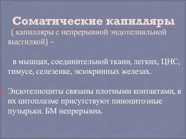 Соматические капилляры ( капилляры с непрерывной эндотелиальной выстилкой) – в мышцах, соединительной