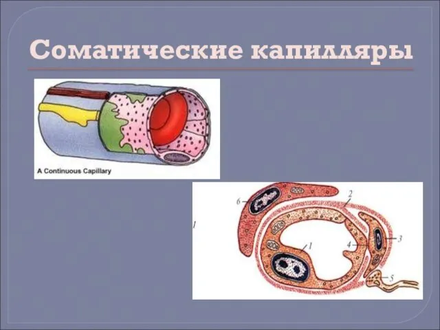 Соматические капилляры