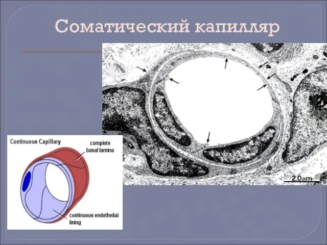 Соматический капилляр