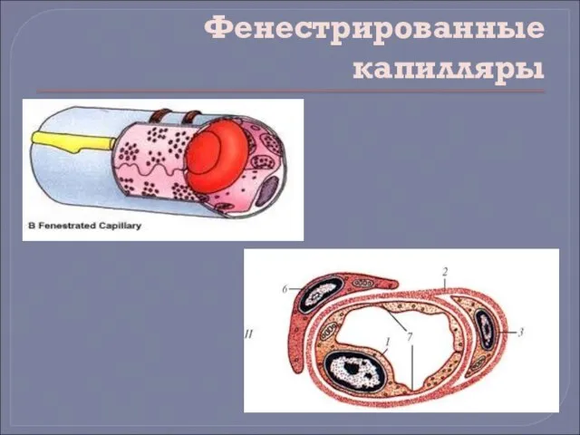 Фенестрированные капилляры