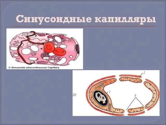 Синусоидные капилляры