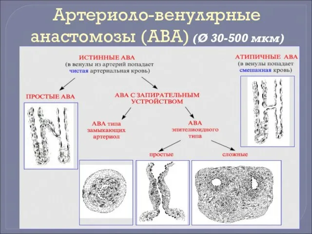 Артериоло-венулярные анастомозы (АВА) (Ø 30-500 мкм)