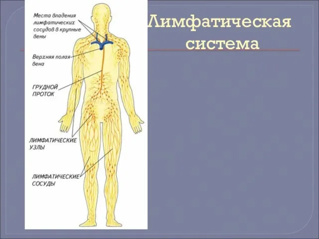 Лимфатическая система