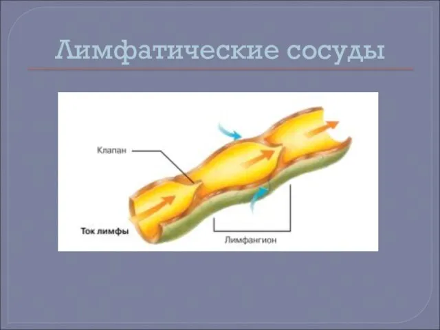 Лимфатические сосуды