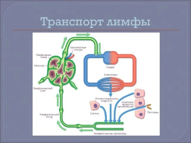 Транспорт лимфы