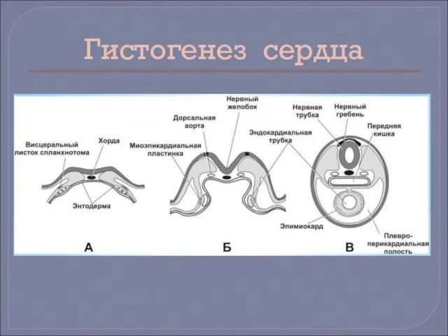 Гистогенез сердца