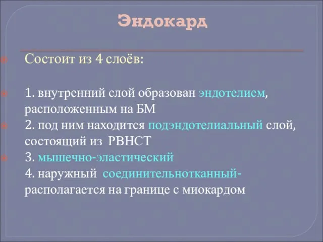 Эндокард Состоит из 4 слоёв: 1. внутренний слой образован эндотелием, расположенным на