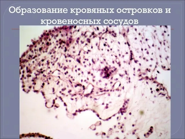 Образование кровяных островков и кровеносных сосудов