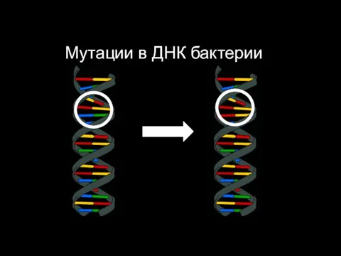 Мутации в ДНК бактерии