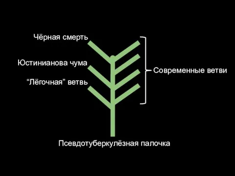 Псевдотуберкулёзная палочка “Лёгочная” ветвь Юстинианова чума Чёрная смерть Современные ветви