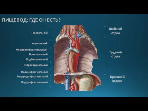 Шейный отдел Грудной отдел Брюшной отдела Трахеальный Аортальный Бронхиальный Подбонхиальный Ретрокардиальный Наддиафрагмальный