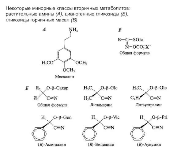 Некоторые минорные классы вторичных метаболитов: растительные амины (А), цианогенные гликозиды (Б), гликозиды горчичных масел (В)