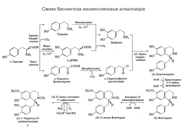 Схема биосинтеза изохинолиновых алкалоидов