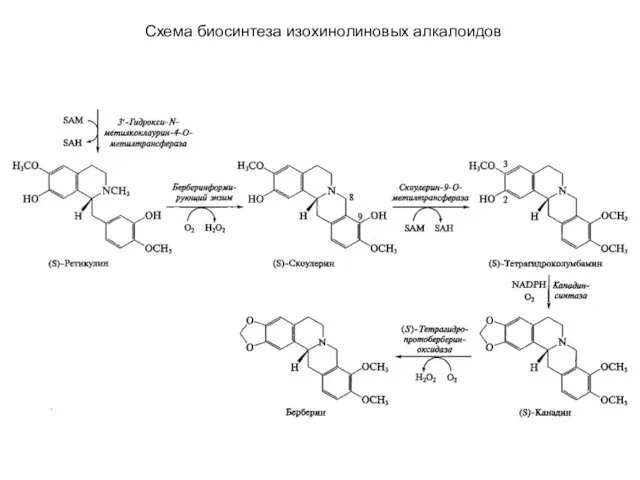 Схема биосинтеза изохинолиновых алкалоидов