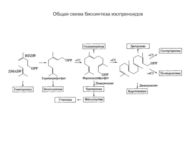 Общая схема биосинтеза изопреноидов