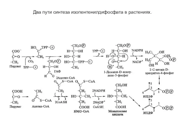 Два пути синтеза изопентенилдифосфата в растениях.