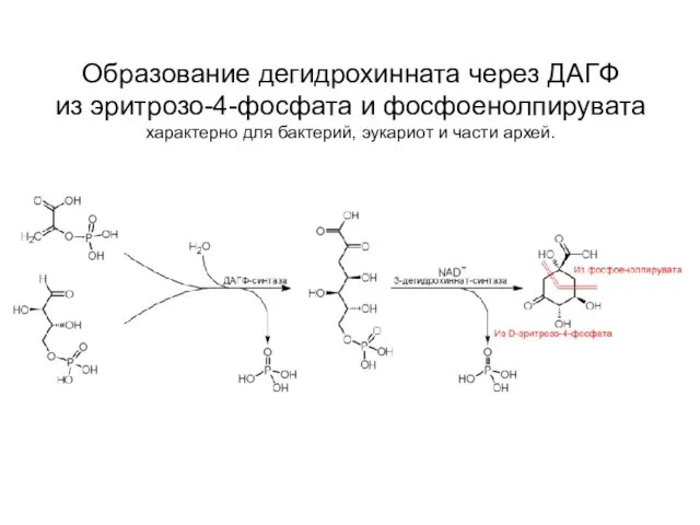 Образование дегидрохинната через ДАГФ из эритрозо-4-фосфата и фосфоенолпирувата характерно для бактерий, эукариот и части архей.