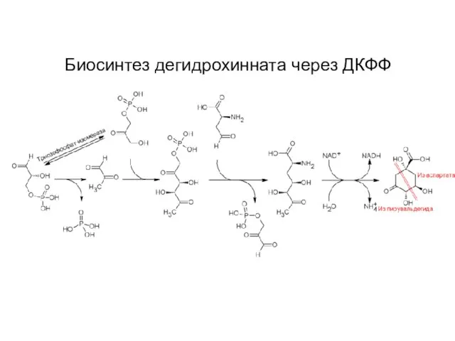 Биосинтез дегидрохинната через ДКФФ