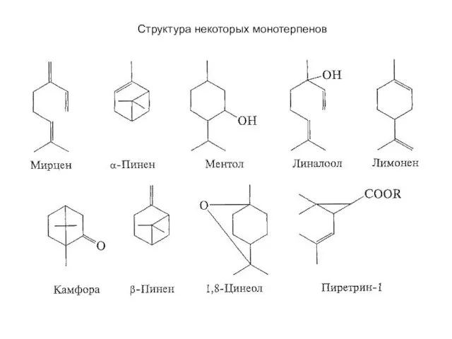Структура некоторых монотерпенов