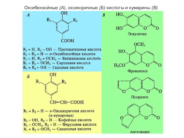 Оксибензойные (А), оксикоричные (Б) кислоты и кумарины (В)