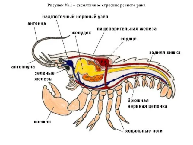 Рисунок № 1 – схематичное строение речного рака