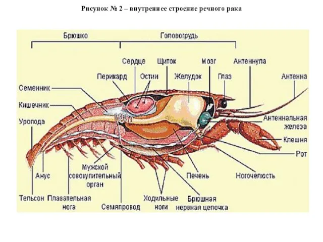 Рисунок № 2 – внутреннее строение речного рака