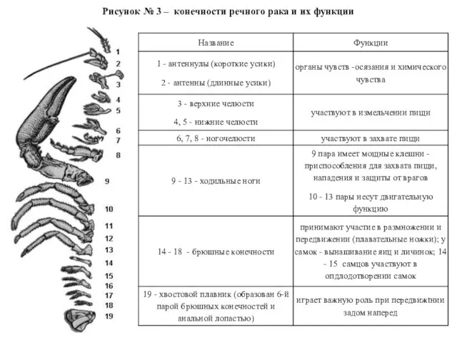 Рисунок № 3 – конечности речного рака и их функции