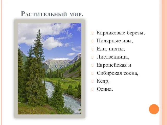 Растительный мир. Карликовые березы, Полярные ивы, Ели, пихты, Лиственница, Европейская и Сибирская сосна, Кедр, Осина.