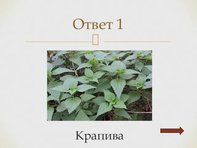 Крапива Ответ 1