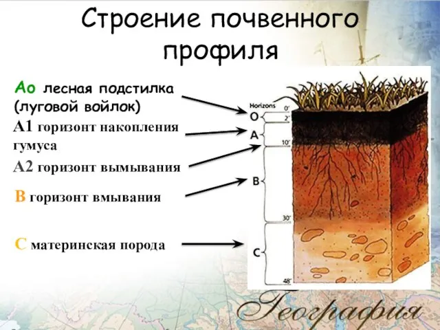 Строение почвенного профиля Аo лесная подстилка (луговой войлок) А1 горизонт накопления гумуса
