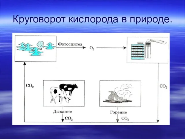 Круговорот кислорода в природе.