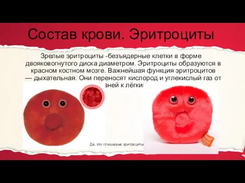 Состав крови. Эритроциты Зрелые эритроциты -безъядерные клетки в форме двояковогнутого диска диаметром.