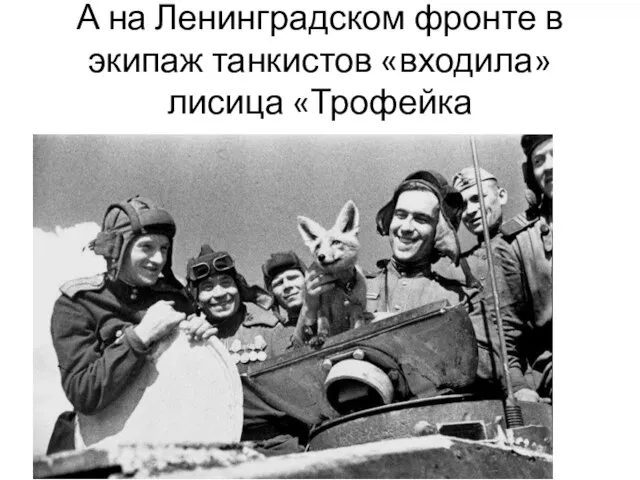 А на Ленинградском фронте в экипаж танкистов «входила» лисица «Трофейка