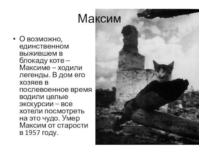 Максим О возможно, единственном выжившем в блокаду коте – Максиме – ходили