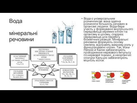 Вода мінеральні речовини Вода є універсальним розчинником: вона здатна розчиняти більшість речовин